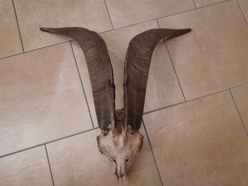 Hörner,Perchten,Krampus,Troph