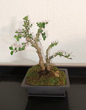 Pre-Bonsai Buchsbaum