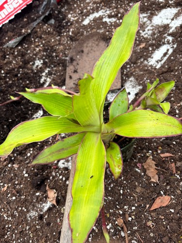 House plant old man s - /,