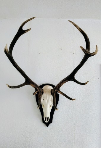 Hirschgeweih ender mit - hirschgeweih, 12