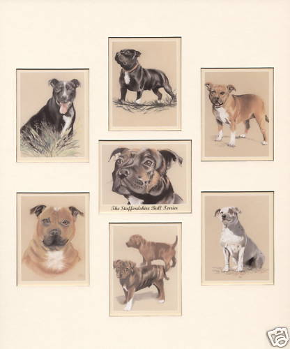 The staffordshire bull terrier - the,