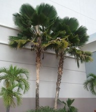 SAMEN Topf-Pflanze exotischer Palmenbaum Fächer-Palme tolle Pflanzen Samenzeit