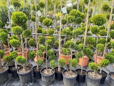 Cupressocyparis "Castlewellan Gold" PonPon Pon Pon, 140-150cm, Gartenbonsai