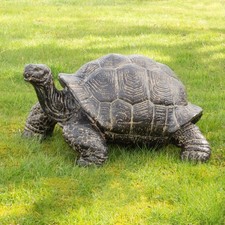 Schildkröte Schildkröten