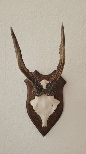 Geweih klein zum aufhängen - geweih,