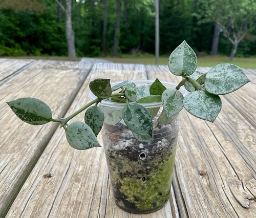 Hoya krohniana silver - hoya, splash