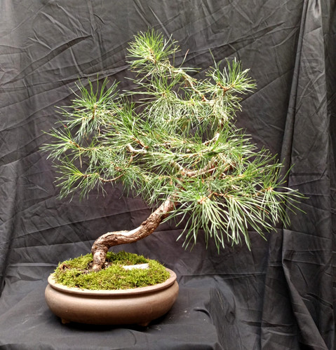 Pre bonsai pinus sylvestris - pre-bonsai,