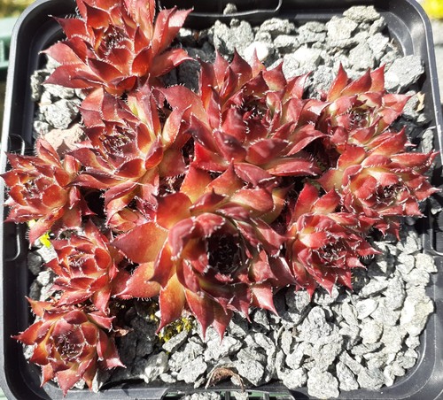 Sempervivum nachtmelodie - sempervivum, "nachtmelodie"