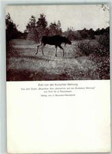 10650501 elch von der - elch,