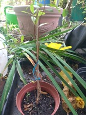 Punica granatum Granatapfelbaum , aus dem Freiland, ca 3 Jahre Pflanze 