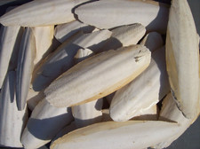 1 kg Sepiaschalen Groß 15-20