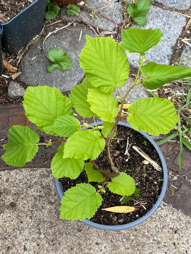 Hasel corylus avellana pflanze - hasel,