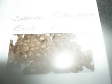 über 50 Samen Silberblatt