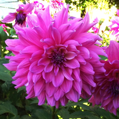 Dahlien‑Rhizome