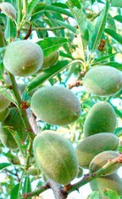 Mandelbaum 'Guara' - Riesen