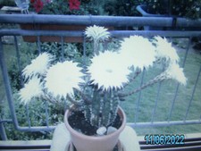 Kaktus Ableger Echinopsis