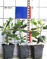 Ilex x "Nellie R. Stevens" - Ilexsorte die alleine rote Früchte ansetzt