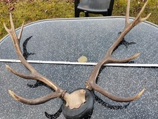 Paar  Abwurfstangen zehn Ender Hirschgeweih mit Platte