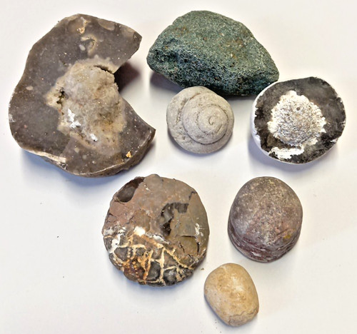 Fossilien sammlung fund 1984 - sammlung,