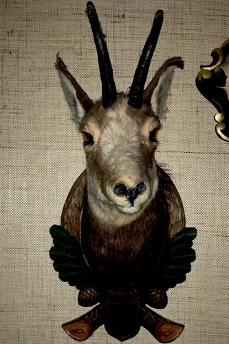 Gamsbock gämse gehörn - gamsbock,