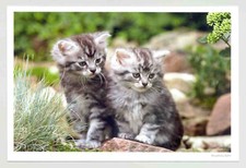 1 AK Katze "Sooo neugierig" -