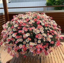 002560A Argyranthemum frutescens 10 Samen Strauchmargerite Busch Margerite Mix 