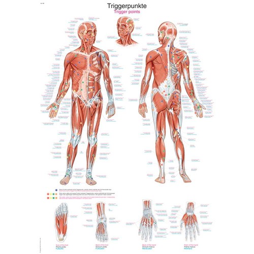 Erler zimmer anatomische - erler,