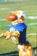 Filmdia Air Bud Golden Receiver Movie Slide 35mm L26-24-1-1