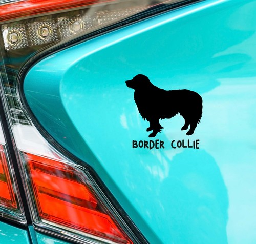 Border collie hund - border,