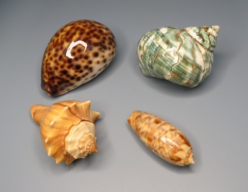 Muscheln top zustand zwei - muscheln, 8