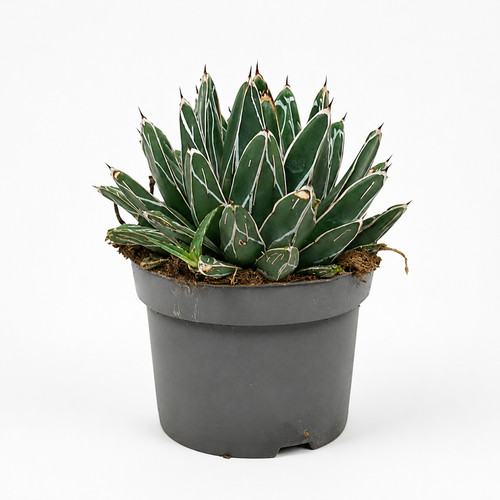 Agave victoriae reginae - ,