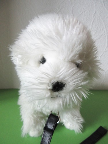 Hund mit leine - hund,