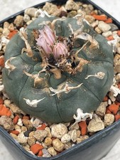 Ariocarpus spec. willi 5,5 cm