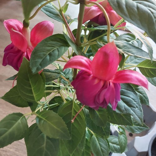 Fuchsie gefüllte - 2x,