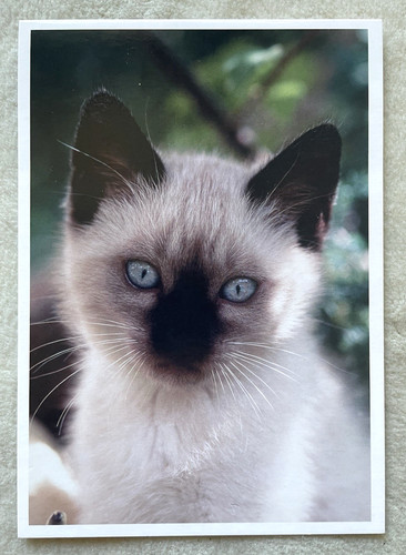 Postkarte katze pelzball - ak,
