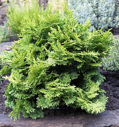 Hinoki scheinzypresse 20cm - hinoki, 15-20cm