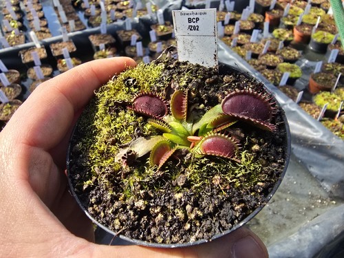 Dionaea muscipula bcp z02 - dionaea, "bcp