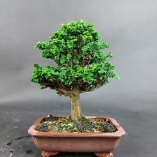 Bonsai - Scheinzypresse, Chamaecyparis Obtusa, Sekka Hinoki Shohin