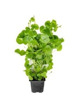 Hydrocotyle leucocephala XXL -