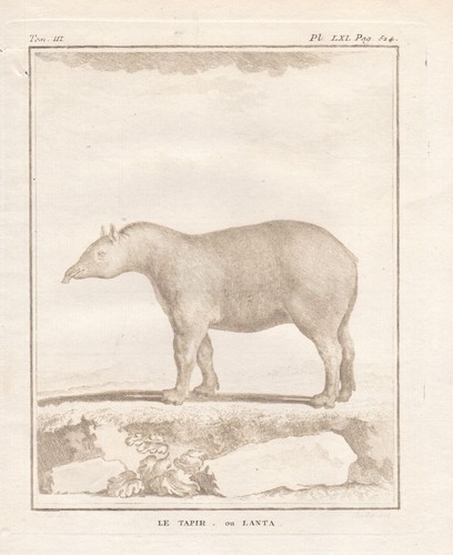 Tapiere tapiridés tapirus - tapiere,