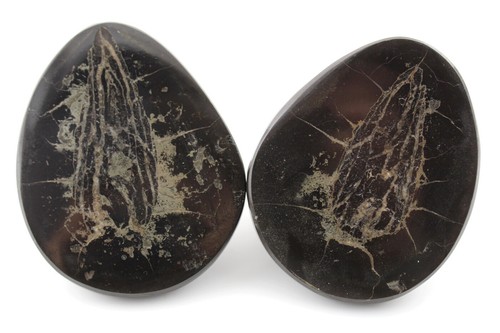 Fischkoprolith karbon - fischkoprolith,,