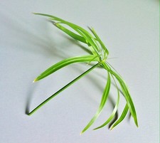 *WASSERPALME* Zyperngras / Papyrus / Cyperus alternifolius / Zimmerpflanze Palme