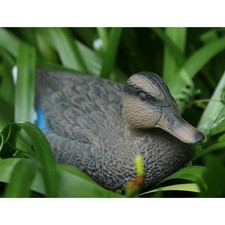 Outdoor Jagd Mandarin Ente