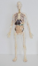 Anatomisches Modell Mensch 60