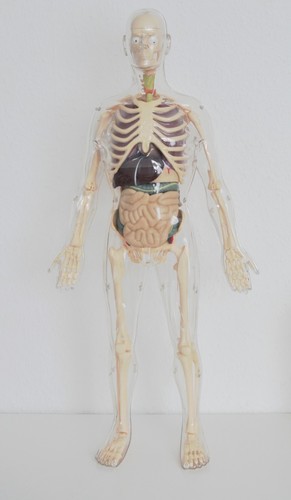 Anatomisches modell mensch - anatomisches,