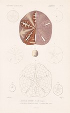 Seeigel Scutella hexapora sea
