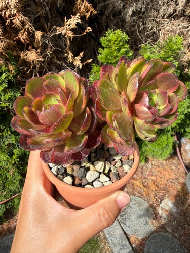 Aeonium chocolate variegated - aeonium,