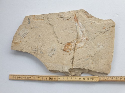 Acrognathus dodgei fisch - acrognathus, +