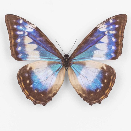 Morpho cypris f cyanites - morpho, f.cyanites