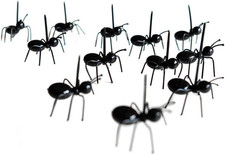 20x Ameisen Piekser Gabel
